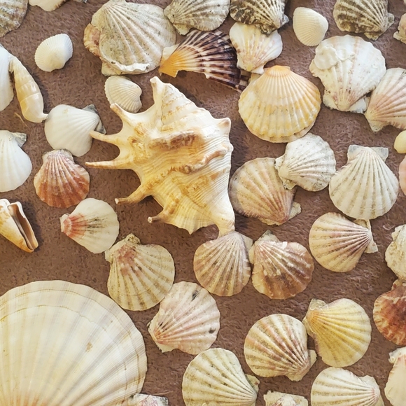 Real sea shells - Picture 11 of 13